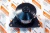 3806180 Водяной насос Помпа PUMP WATER Cummins 6CT Взаимозаменяемые номера: 3284162, 3806180RX, 3804883, 3802081, 3913430, 3917899, 3284066, 3907808